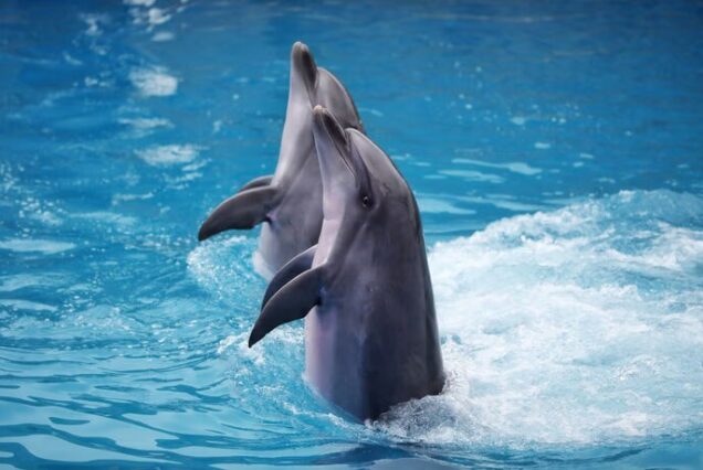 Show in Dolphin World mit optionaler Fotosession beim Schwimmen