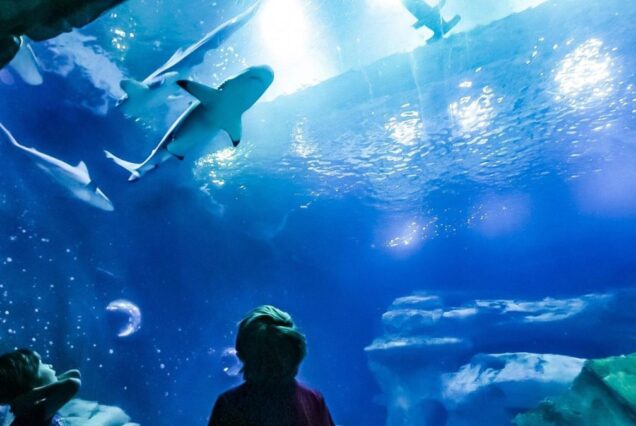 Hurghada Grand Aquarium – Eintrittskarte inkl. privatem Transfer