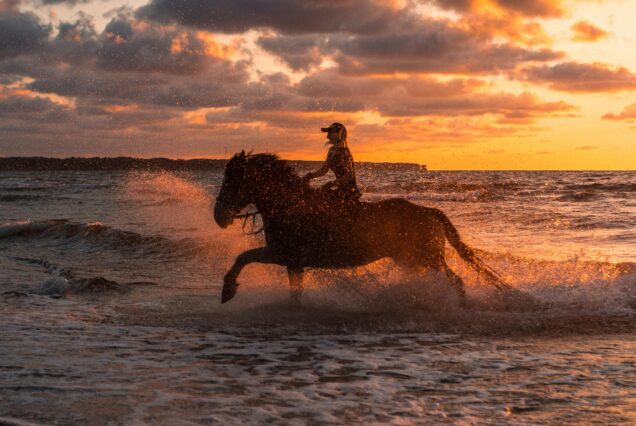 Rotes Meer & Wüste – Reitabenteuer mit Schwimmen (1 oder 2 Stunden)